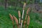 Fertile stems of common horsetail.Equisetum arvense