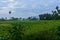 Fertile valley in Kawatuna Central Sulawesi