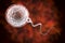Fertilization of human egg cell by spermatozoan