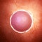 a fertilized egg cell