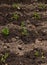 Fertilizer with ash on the soil. The fertile humus soil contains minerals and dried leaves. Suitable soil for growing plants