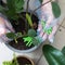 Fertilizers for home plants. Gloved hands putting fertilizer into the flower soil