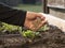 Fertilizing your vegetable seedlings in raised garden bed