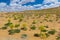 Ferula assa-foetida growing at Kyzylkum Desert in Uzbekist