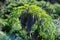 Ferula communis, the giant fennel, flowering plant background, texture