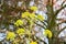 Ferula Tingitana or giant Tangier Fennel plant in Zurich in Switzerland