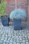 The fescue blue gray Festuca cinerea grows in a decorative flowerpot