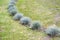 The fescue blue (gray) (Festuca cinerea) grows on a lawn