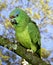 Festive Amazon, amazona festiva, Adult standing on Branch