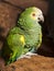 Festive amazon parrot 2