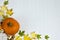 Festive autumn decor from pumpkins, real maple leaves on a white wooden background
