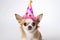 Festive chihuahua dog in a party hat for birthday fun on a white background