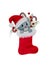 Festive Christmas stocking with kitten, watercolor Christmas decoration with red Santa`s boot and Christmas gifts isolated