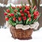 Festive congratulatory bouquet of red tulips in a wicker basket on a background of white snow.