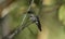Festive coquette, Lophornis chalybeus