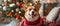 Festive Corgi Dog in Reindeer Antler Sweater