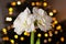 festive cozy interior arrangement, winter christmas concept, white amaryllis flower, lights