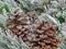 Festive Decorated, Pine cones. Toned image. Snow.