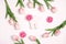 Festive dental background with tooth, bows and pink tulips on a white background with copy space for text