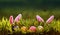 Festive Easter card with rabbit ears sticking out of the green grass with painted eggs and small ladybugs fly on a Sunny Sunday