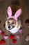 Festive easter portrait corgi dog puppy in pink rabbit ears