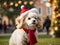 Festive Elegance: Christmas Hat-Adorned Poodle Showcases Charming and Colorful Holiday Splendor