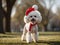 Festive Fashion Extravaganza: Christmas Hat-Adorned Poodle Dazzles in Colorful Holiday Charm.