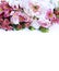 Festive floral arrangement in bright colors. Pink flowers on white background. Roses, Alstroemeria and carnation in a luxurious bo