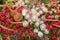 Festive flowers decoration at the Madeira Flower Festiva