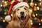 Festive furry friend: golden retriever celebrates Christmas