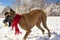 Festive great Dane chasing ball in the snow