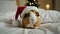 Festive Guinea Pig in Santa Hat - Christmas Stock Photo