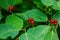 Festive Holiday Honeysuckle Branch with Red Berries Lonicera xylosteum