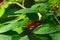 Festive Holiday Honeysuckle Branch with Red Berries Lonicera xylosteum