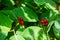 Festive Holiday Honeysuckle Branch with Red Berries Lonicera xylosteum