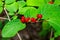 Festive Holiday Honeysuckle Branch with Red Berries Lonicera xylosteum