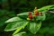 Festive Holiday Honeysuckle Branch with Red Berries Lonicera xylosteum