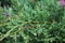 Festive Juniper Macro: Evergreen Needles, Christmas and New Year Decor, with Ample Copy Space