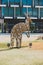 Festive Kangaroo sculptures made of Christmas lights in the City of Perth