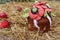 Festive loaf on freshly picked straw on a background of red apples, close-up