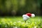 Festive-looking golf ball on tee with Santa Claus` hat