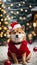 Festive Marvels: Merry Christmas with Shiba Inu\'s Delight, Adorable Moments, and Heartwarming Cheer.