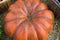A festive orange pumpkin for Halloween from the collection of fresh harvests from the garden lies in the hay among the woven baske