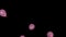 Festive pink balloons take off on a black background. Slow motion