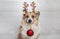 Festive  portrait of a corgi dog in the horns of a deer with a Christmas tree toy ball in his teeth