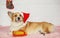 Festive portrait of a cute funny ginger Corgi dog puppy lying in Santa`s new year red hat next to a gift box