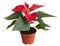 Festive red potted poinsettia plant