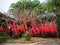 Festive red ribbons on a wishing tree at a Chinese temple in Hainan, China