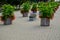 The festive square with rows of flower pots leads visitors along the promenade of the spa park to the splashing fountain. wood-pan