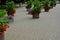 The festive square with rows of flower pots leads visitors along the promenade of the spa park to the splashing fountain. wood-pan